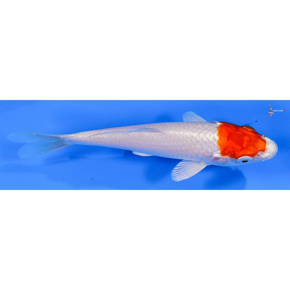 5.5” Imported Hariwake