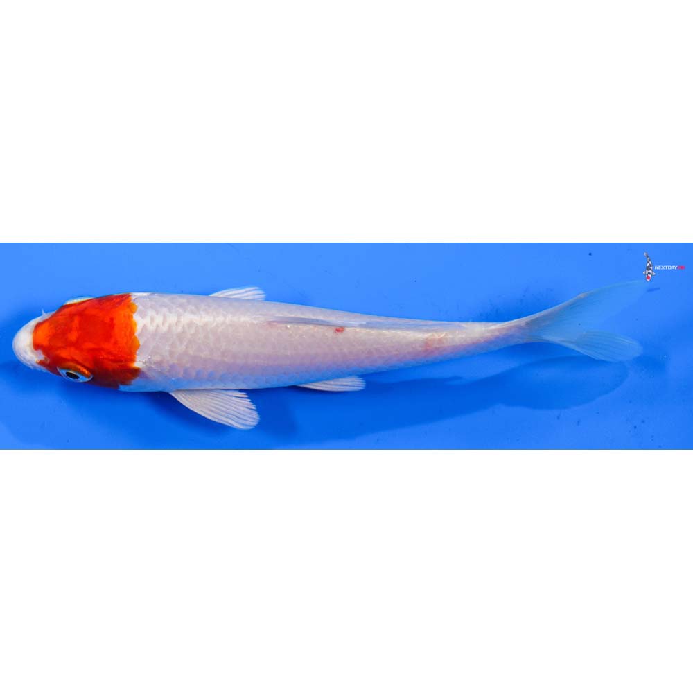 5.5” Imported Hariwake