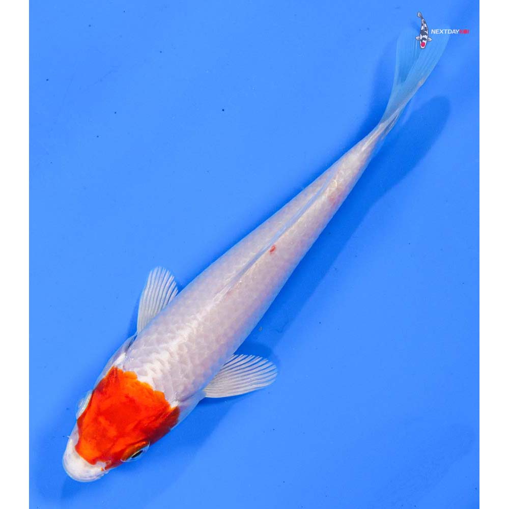 5.5” Imported Hariwake