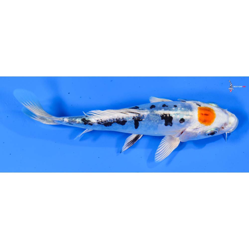 5.5” Imported Heisei Nishiki