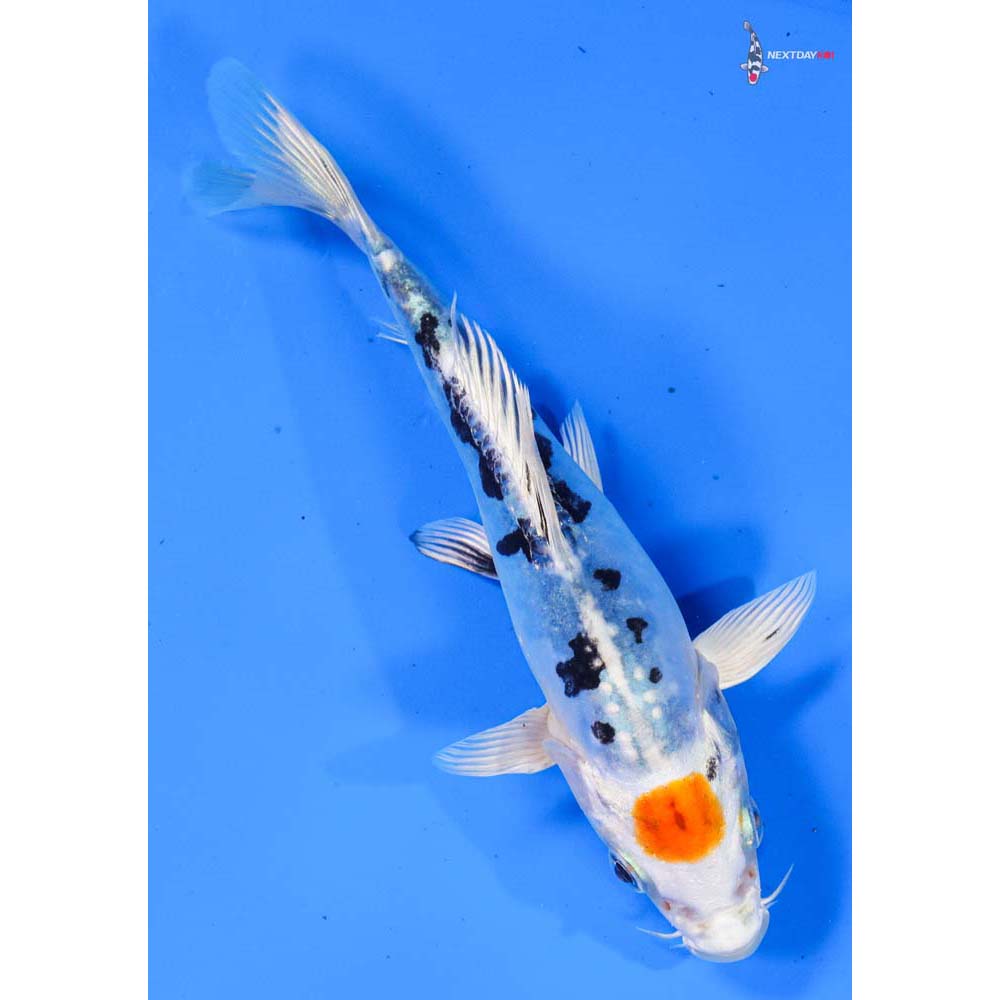 5.5” Imported Heisei Nishiki