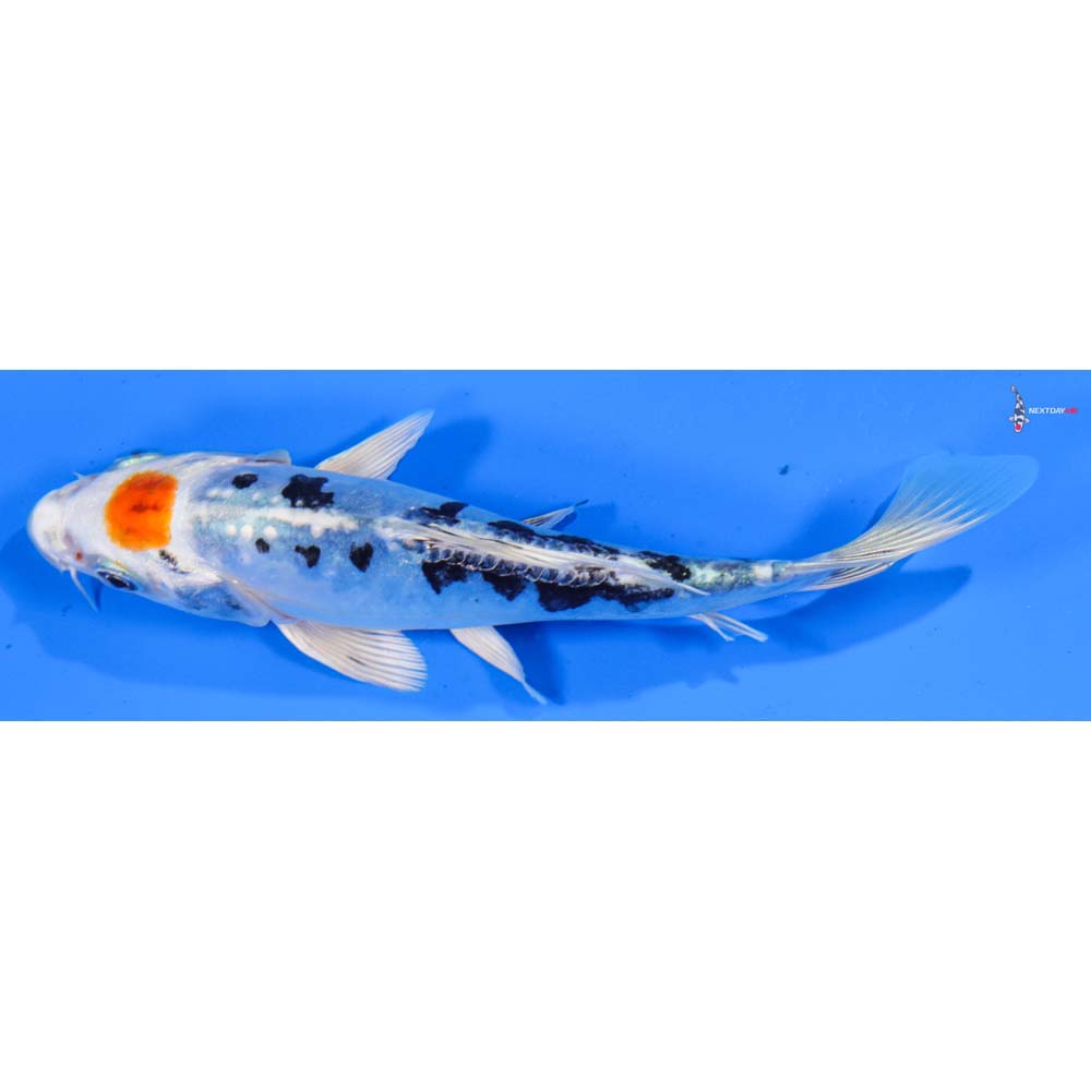 5.5” Imported Heisei Nishiki