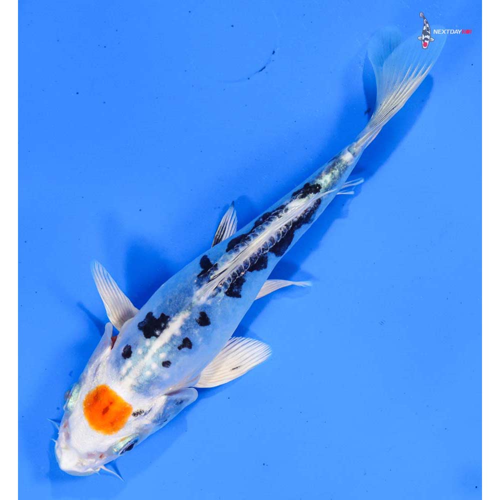 5.5” Imported Heisei Nishiki