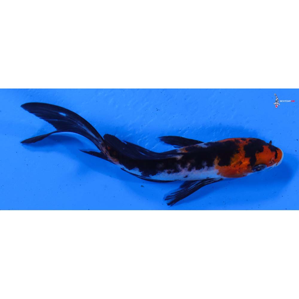 4” Imported Sanke Butterfly Koi