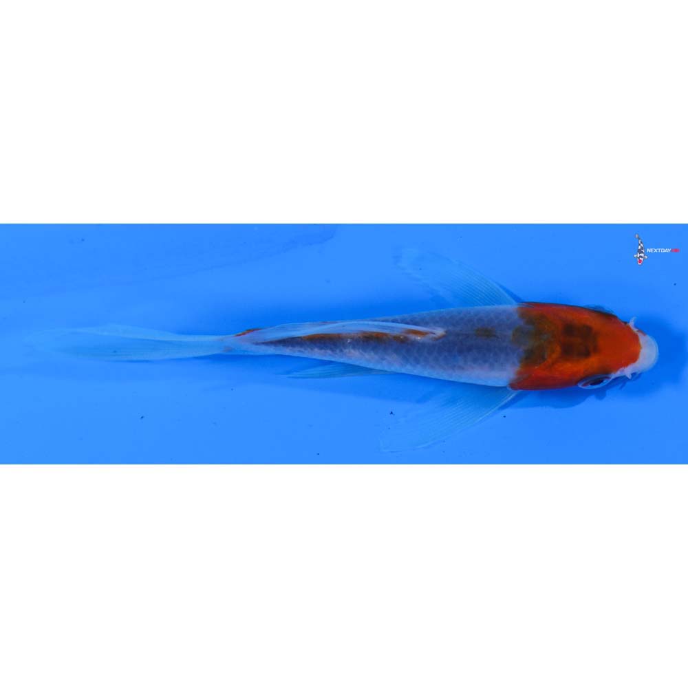 4” Imported Goromo Butterfly Koi