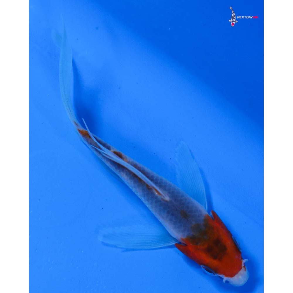 4” Imported Goromo Butterfly Koi