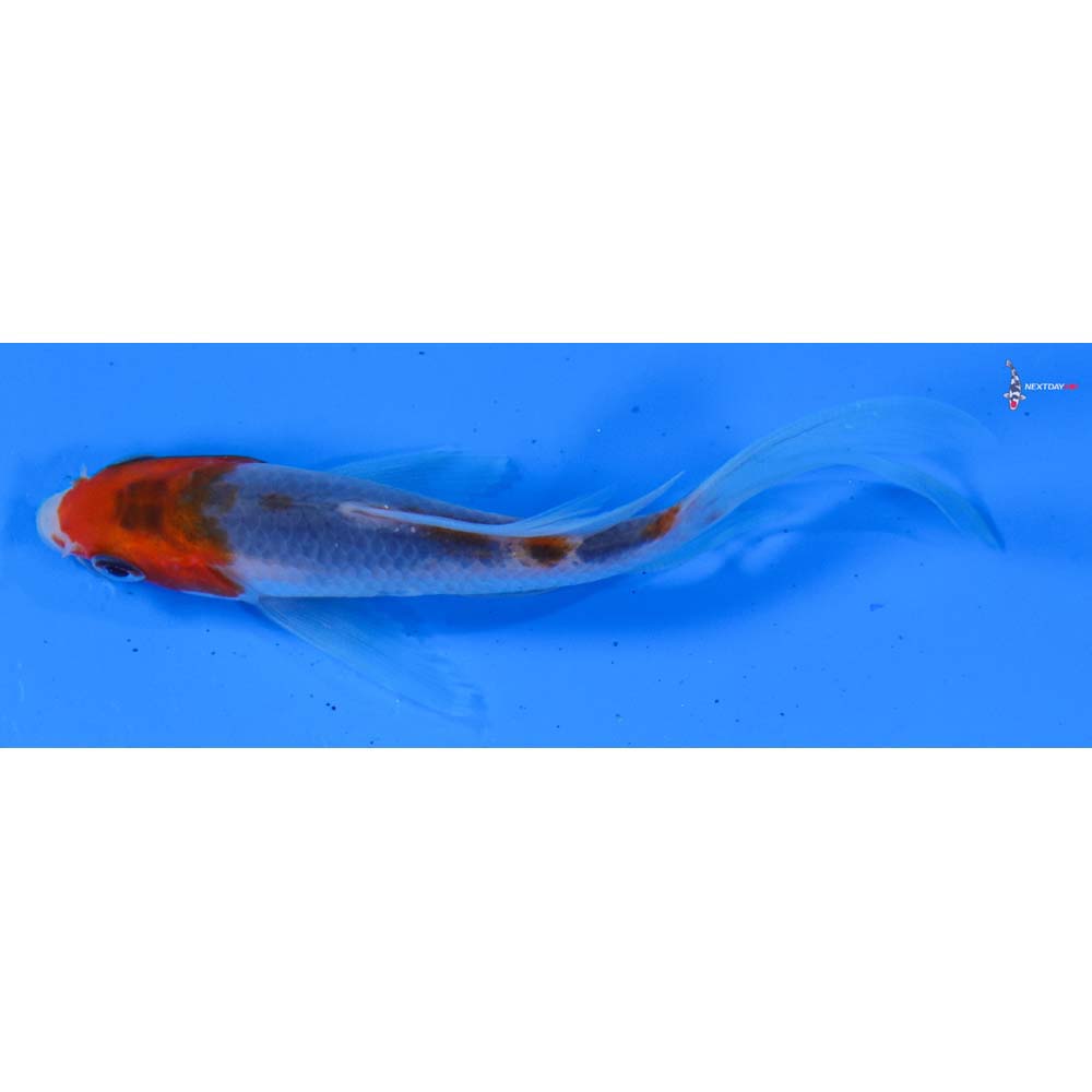 4” Imported Goromo Butterfly Koi