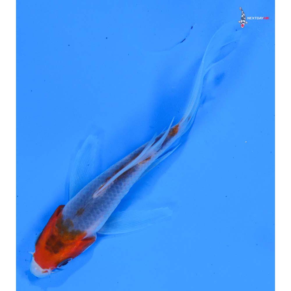 4” Imported Goromo Butterfly Koi