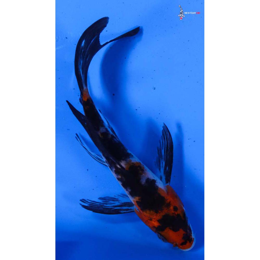 4” Imported Sanke Butterfly Koi