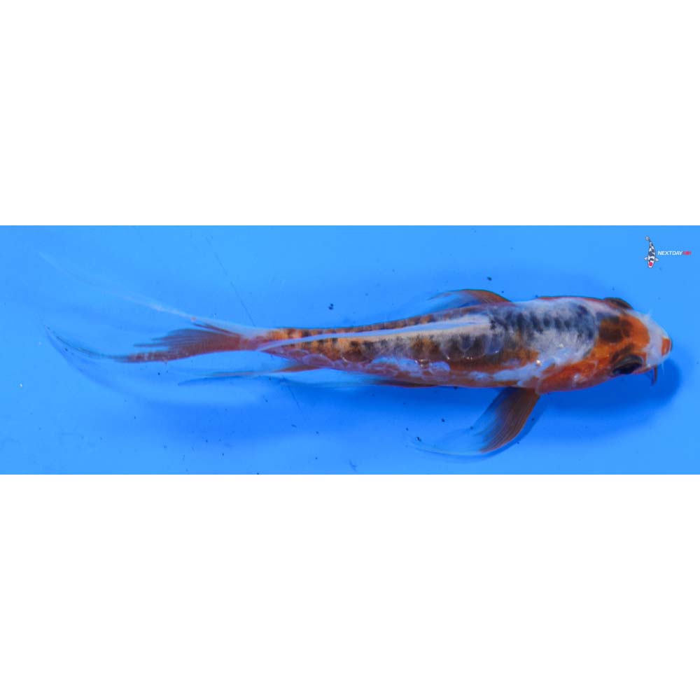 4” Imported Shusui Butterfly Koi