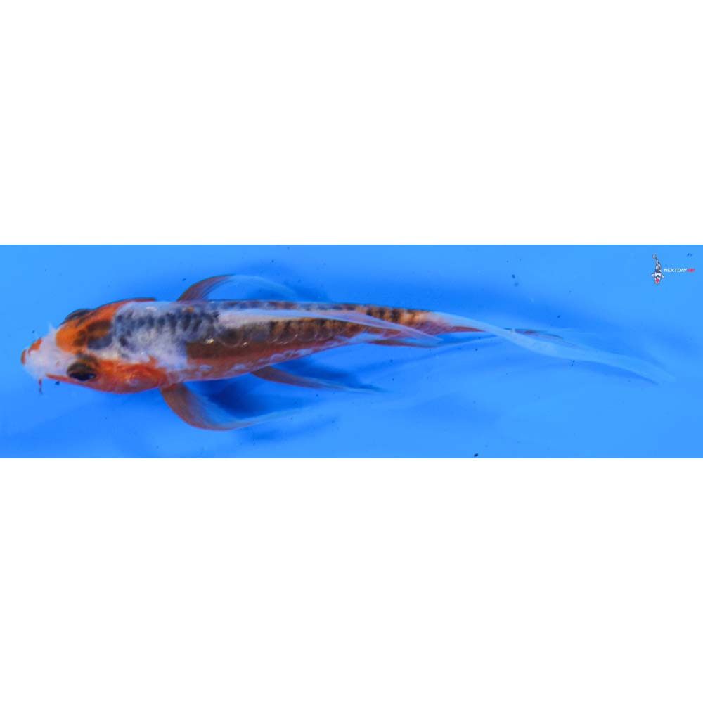 4” Imported Shusui Butterfly Koi