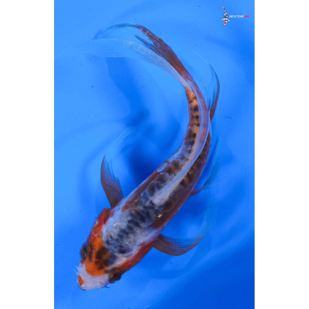 4” Imported Shusui Butterfly Koi