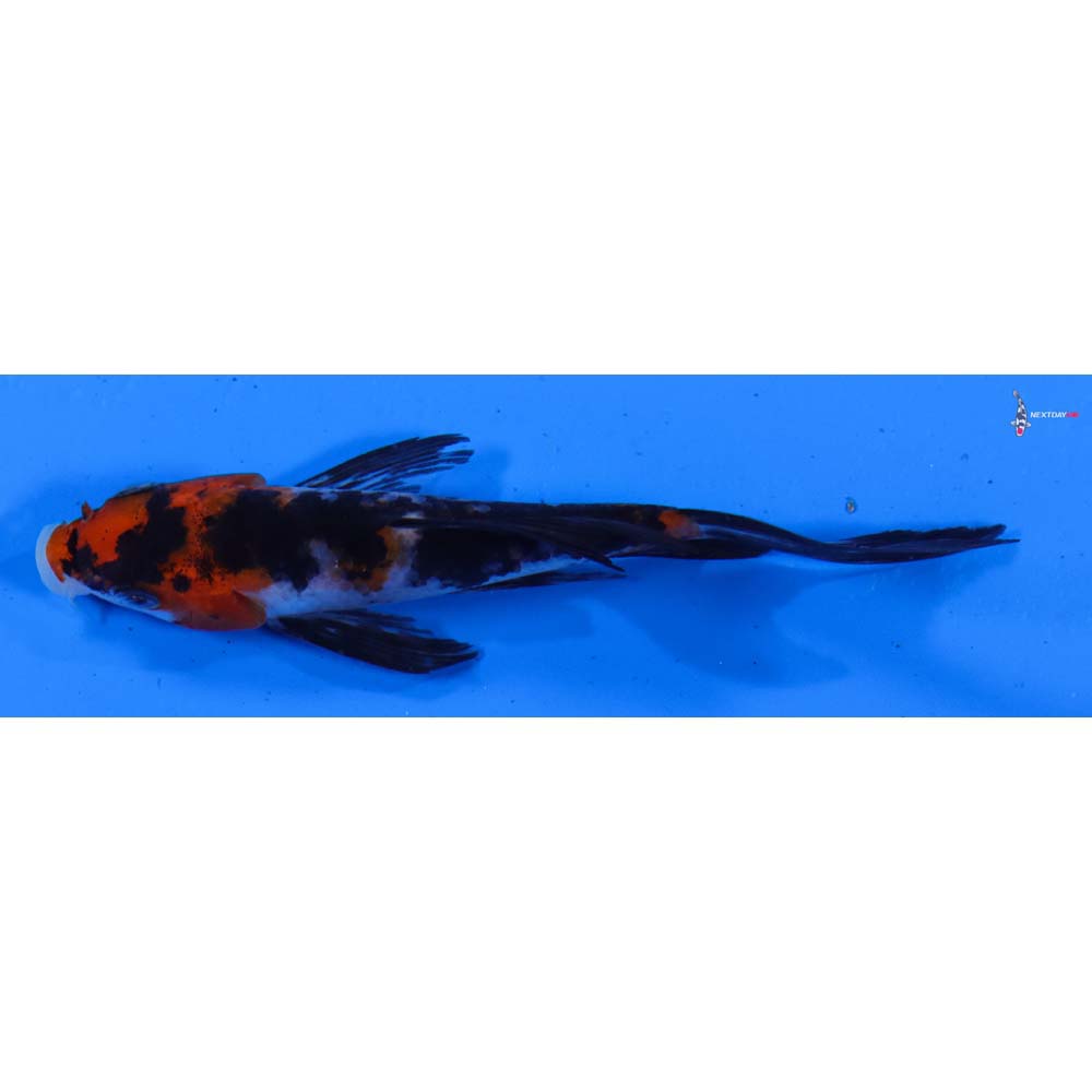 4” Imported Sanke Butterfly Koi