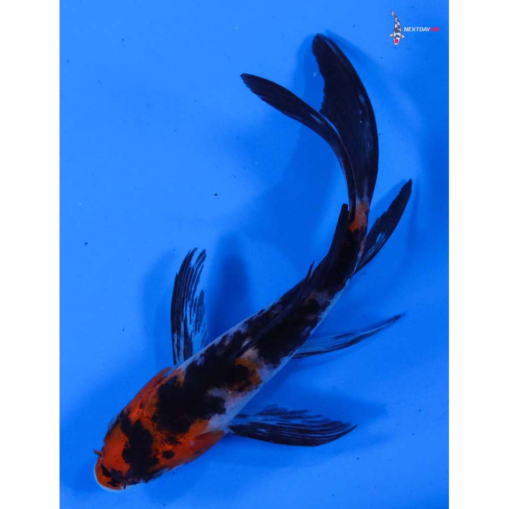 4” Imported Sanke Butterfly Koi
