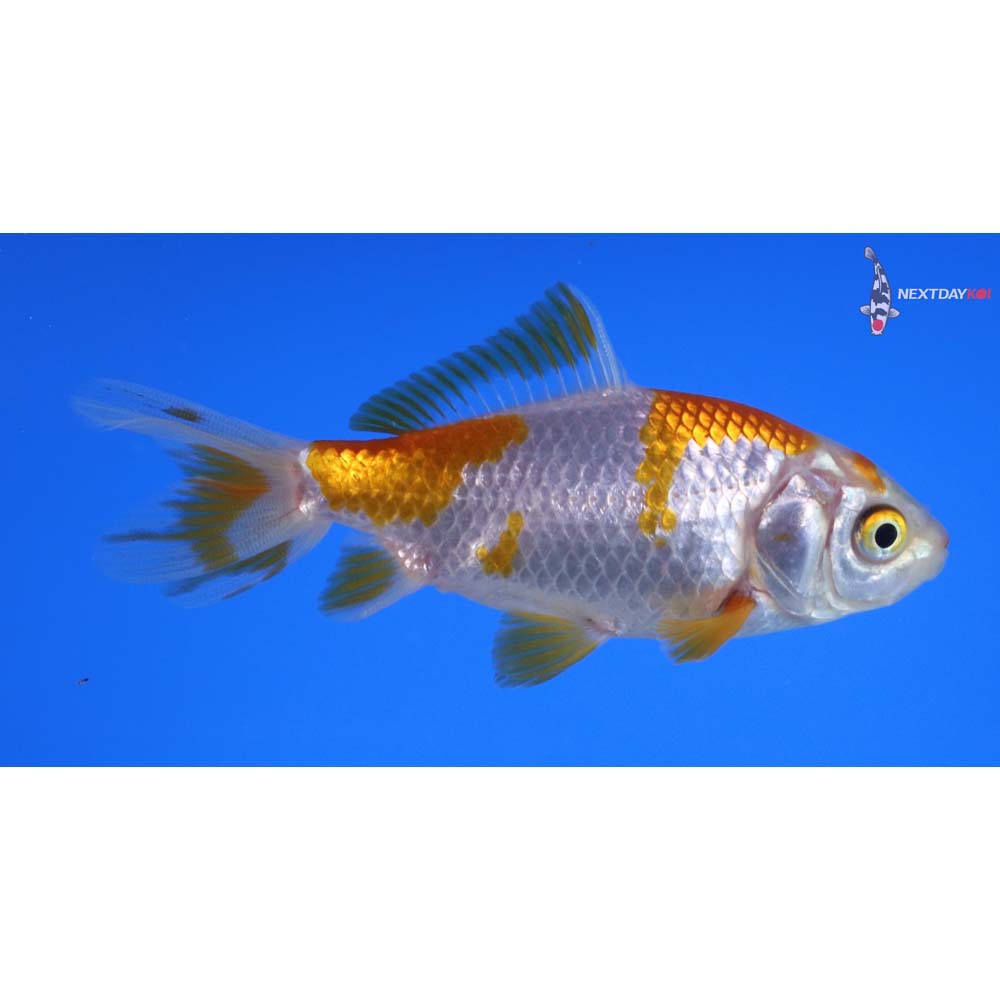 3.5” Imported Yellow and White Wakin