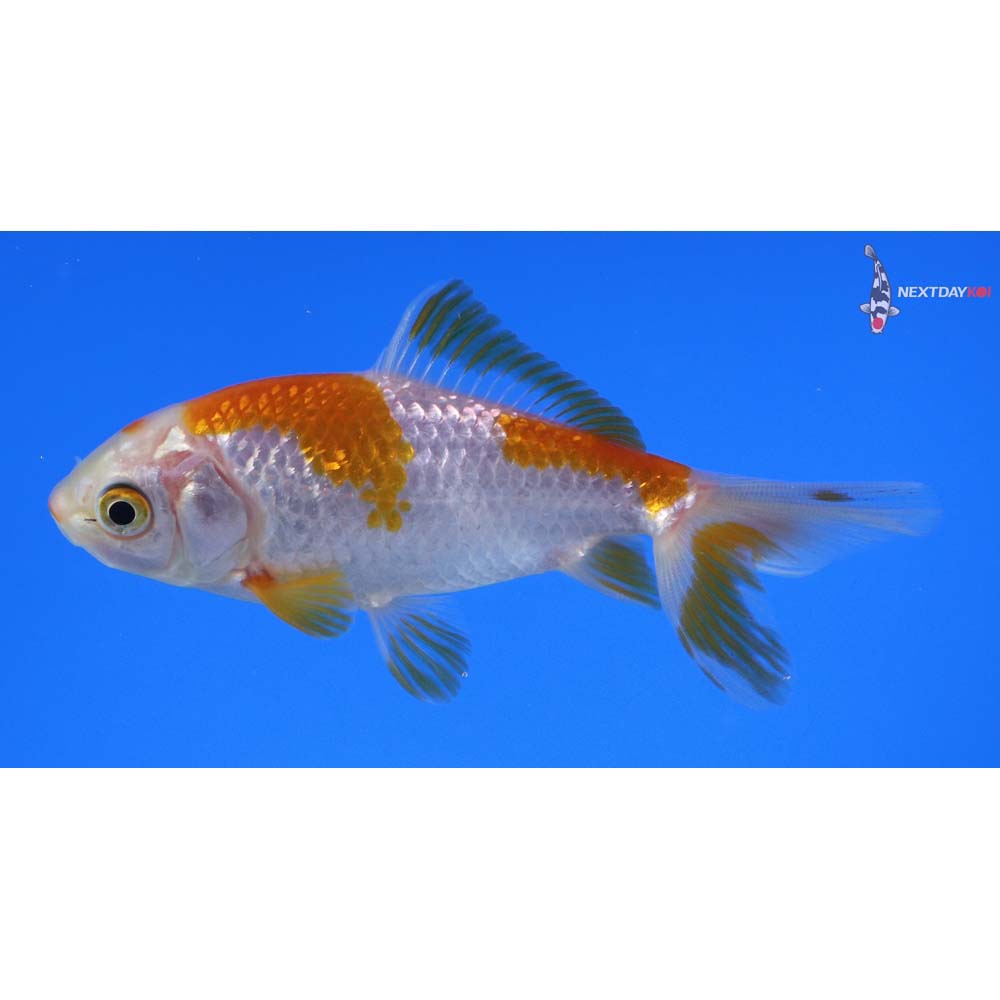 3.5” Imported Yellow and White Wakin
