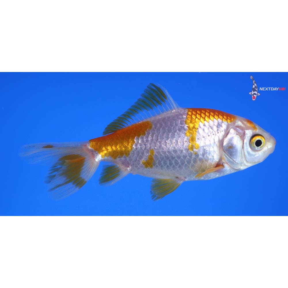 3.5” Imported Yellow and White Wakin