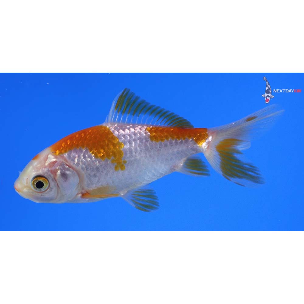 3.5” Imported Yellow and White Wakin