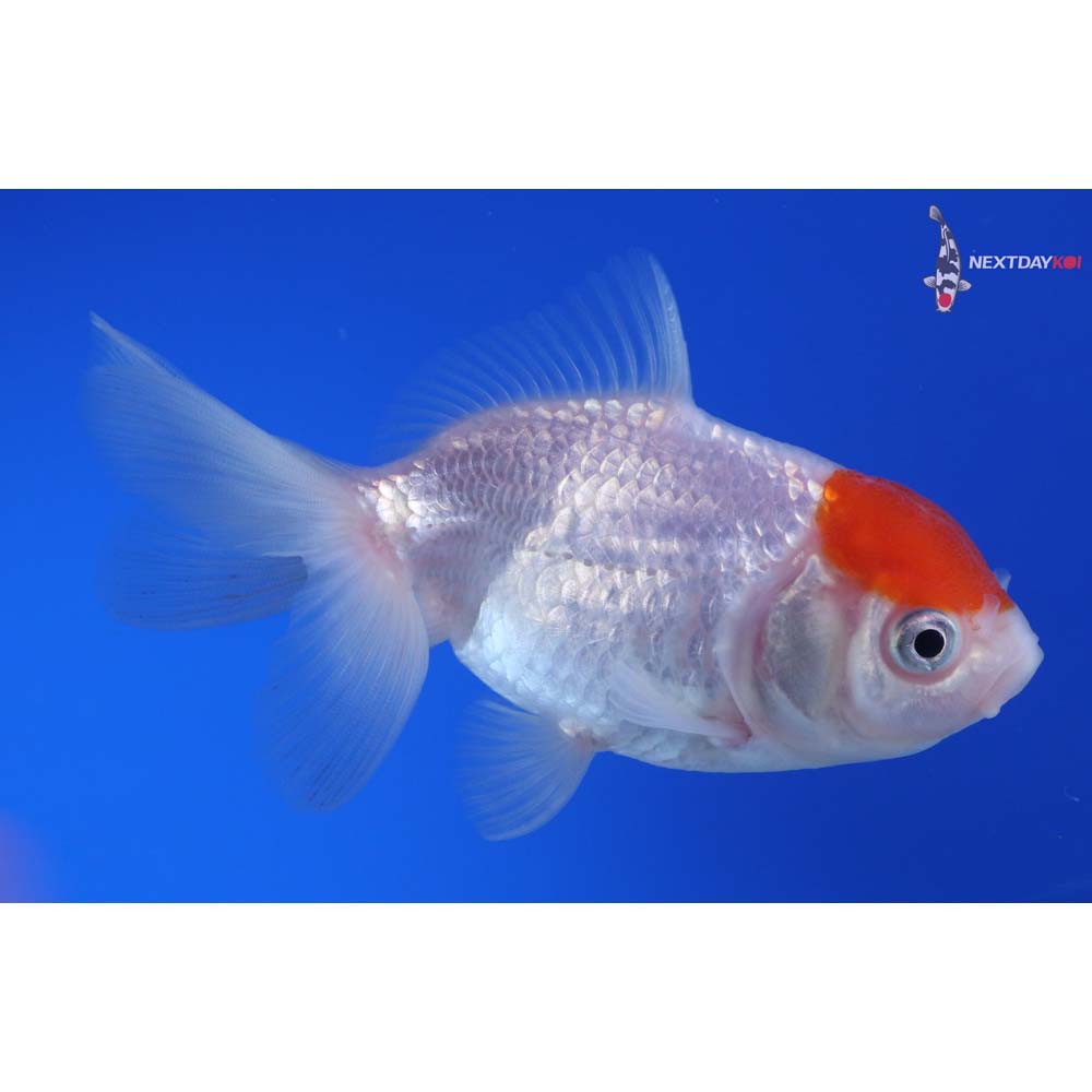 4” Imported Redcap Oranda