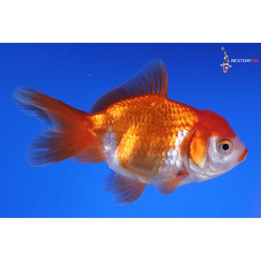 4” Imported Red and White Oranda