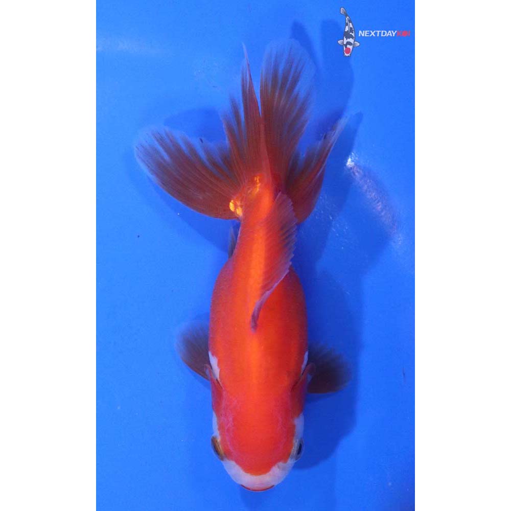 4” Imported Red and White Oranda