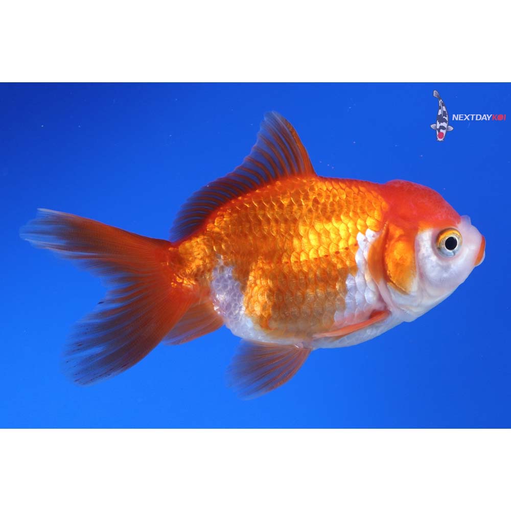 4” Imported Red and White Oranda