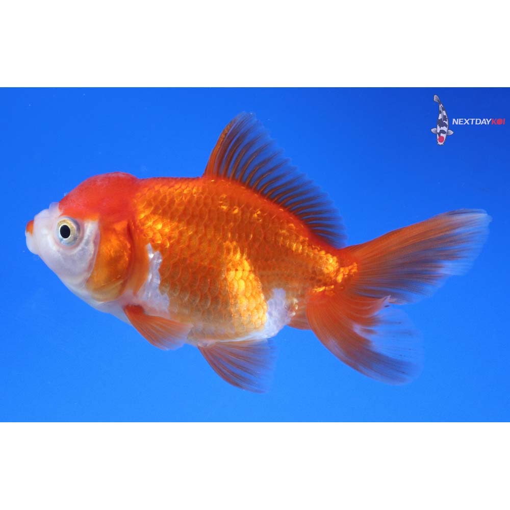 4” Imported Red and White Oranda