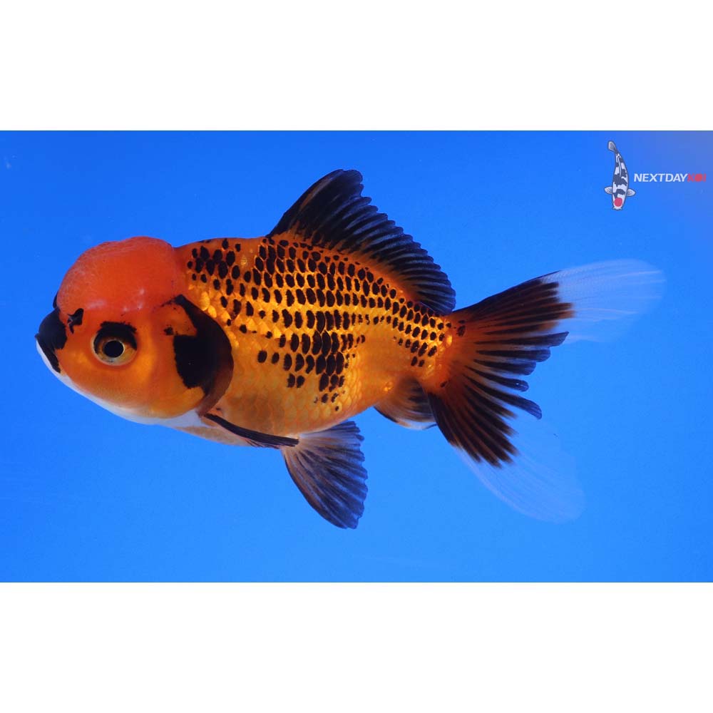 4” Imported Tri Color Oranda