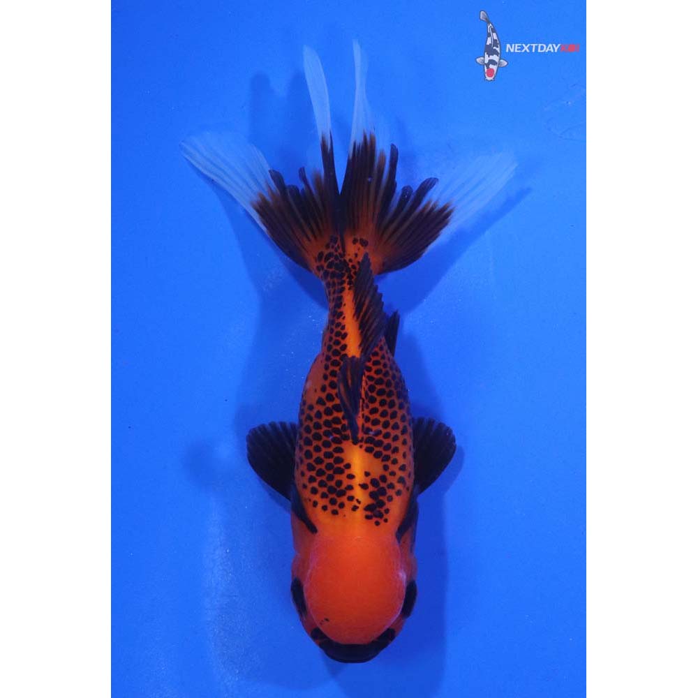 4” Imported Tri Color Oranda
