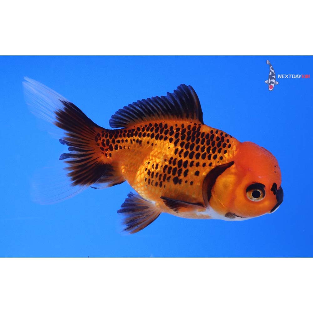 4” Imported Tri Color Oranda