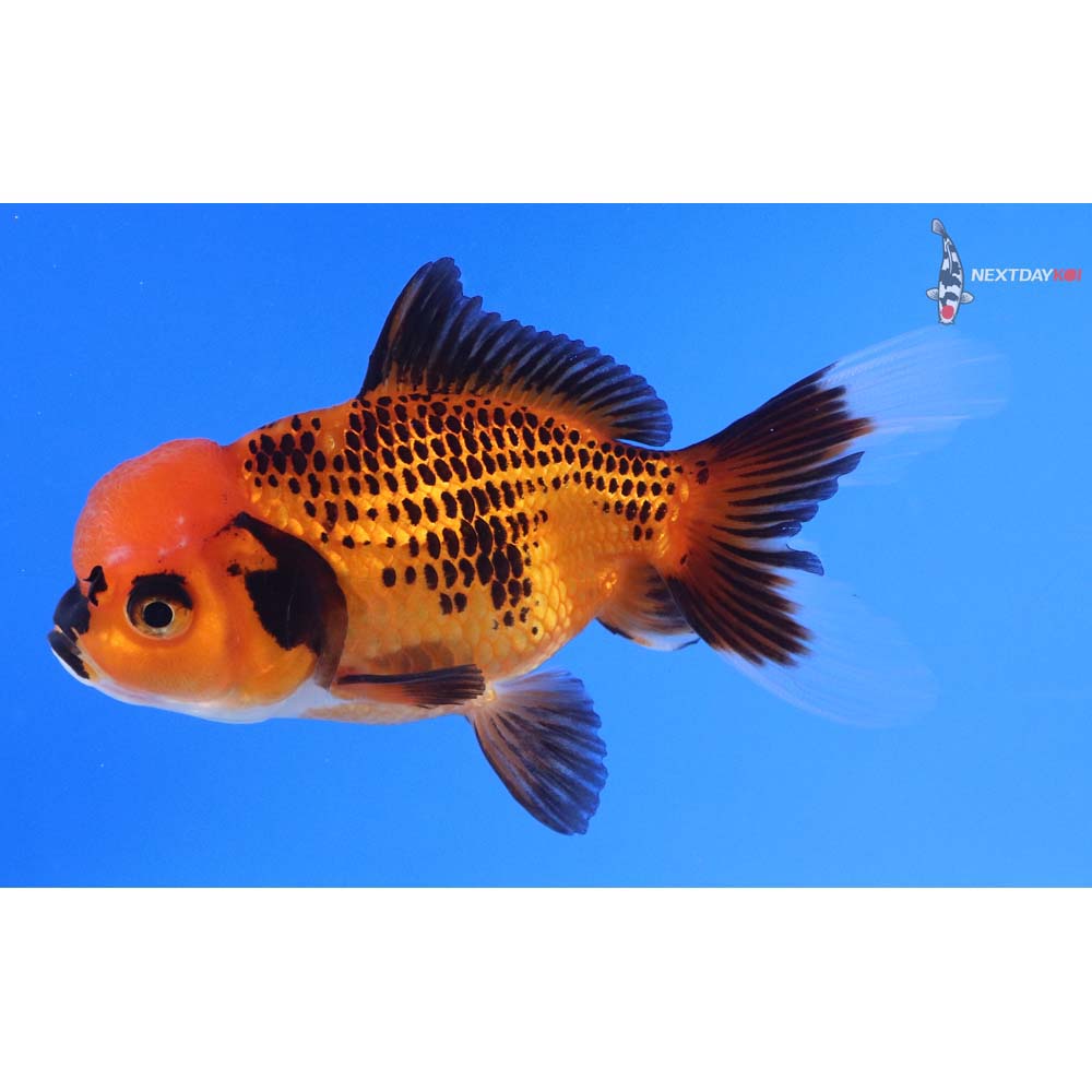 4” Imported Tri Color Oranda