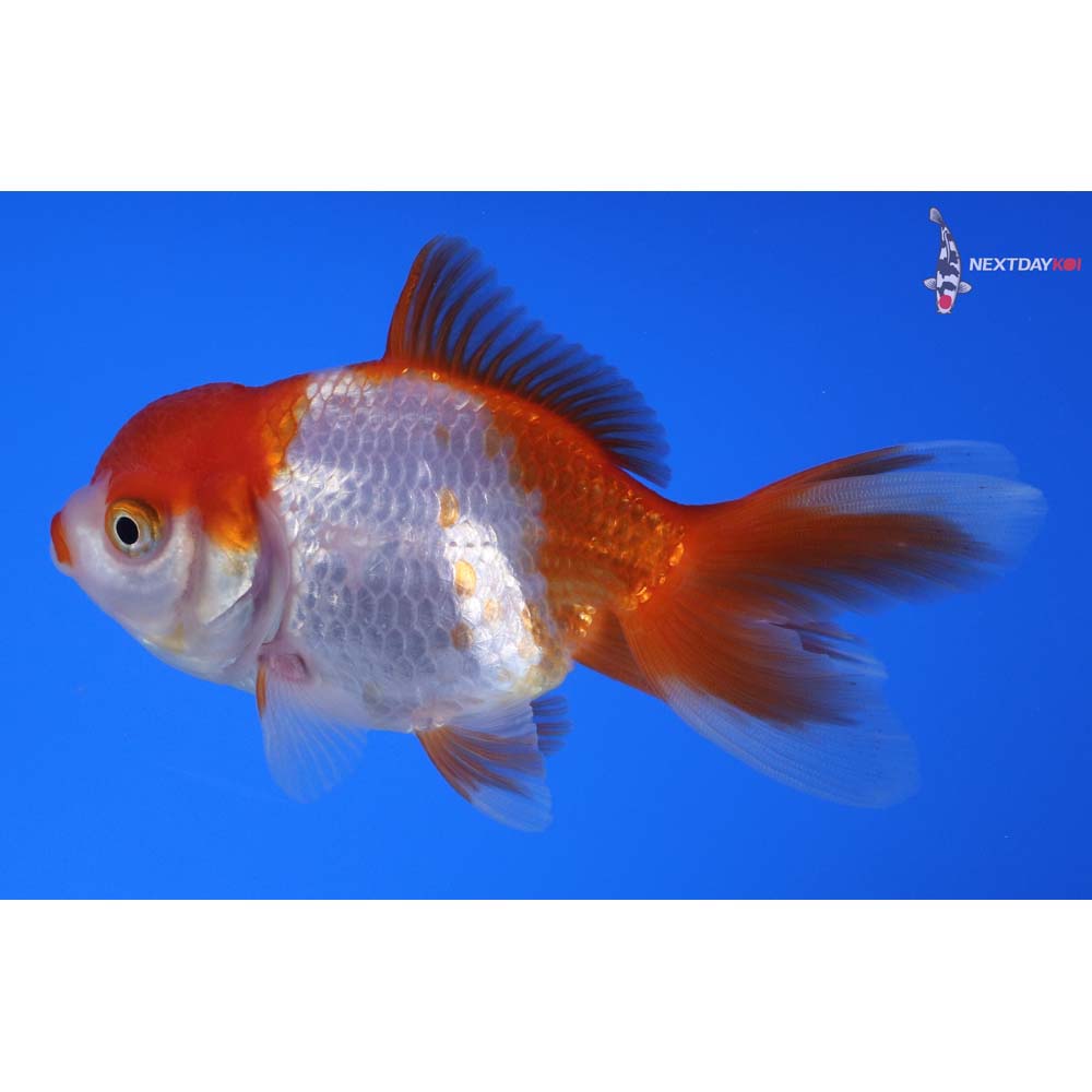 4” Imported Red and White Oranda