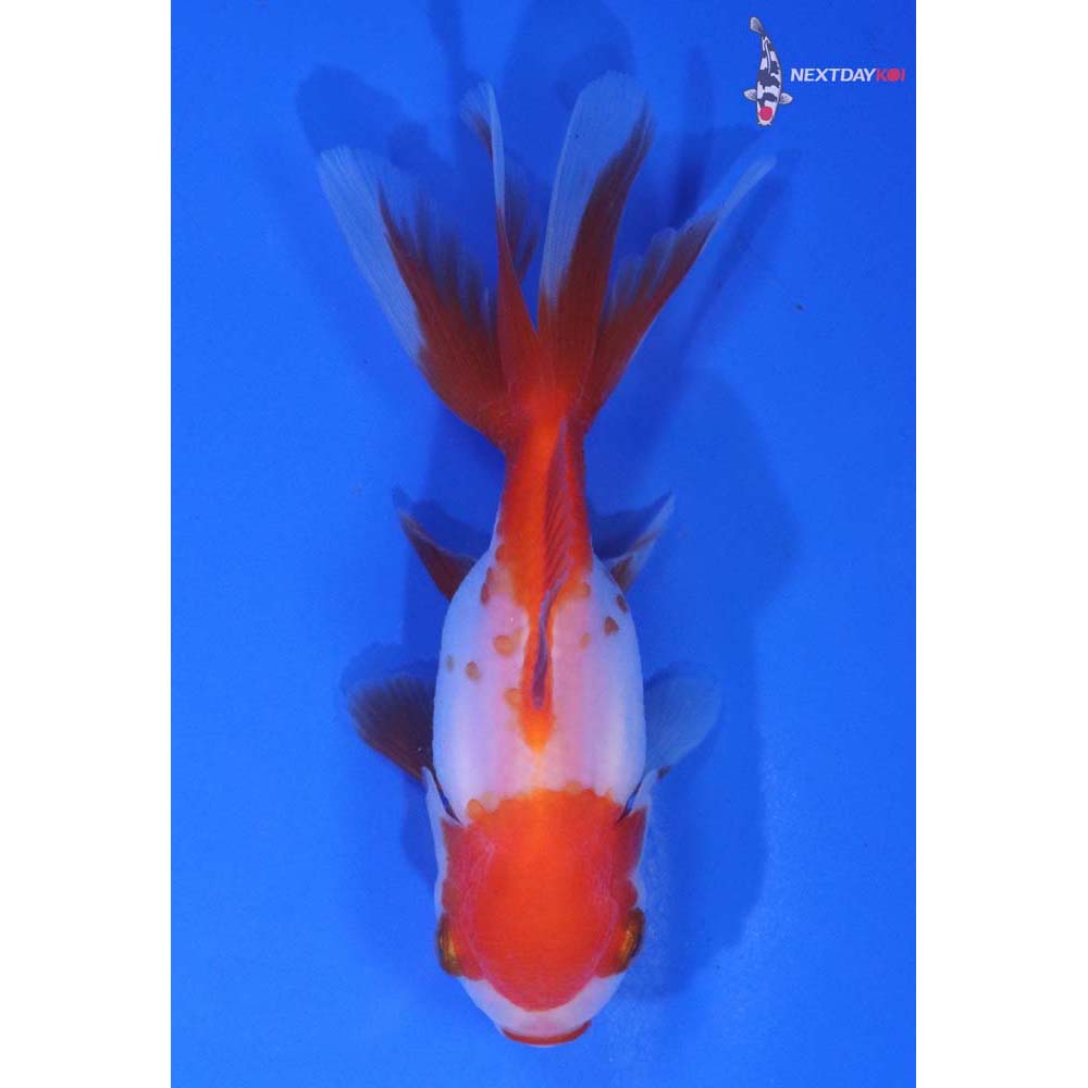 4” Imported Red and White Oranda