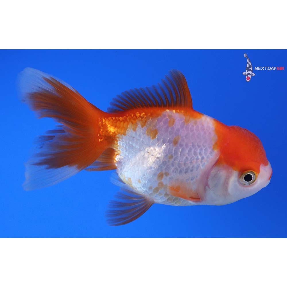 4” Imported Red and White Oranda