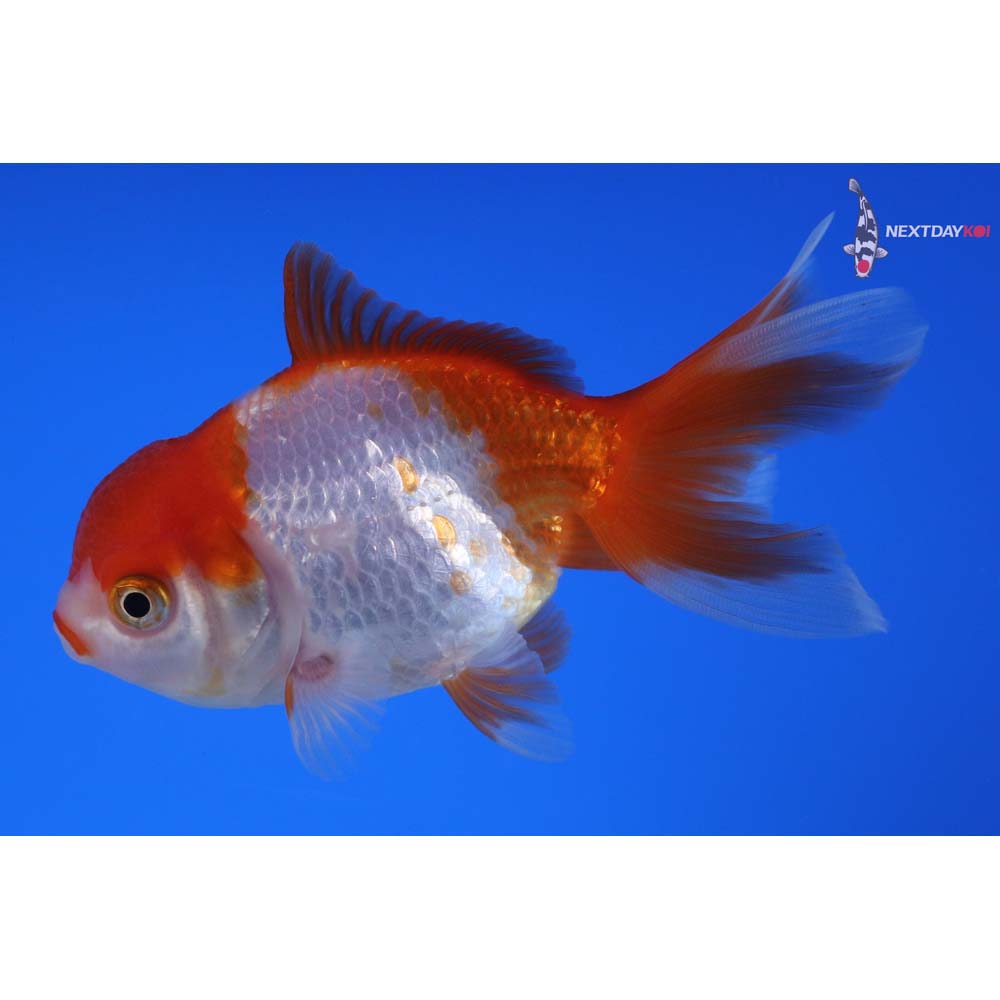 4” Imported Red and White Oranda