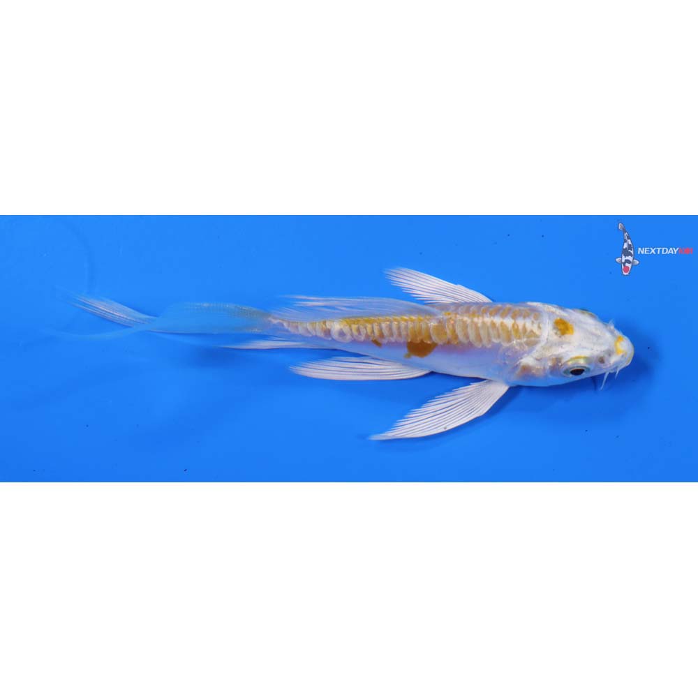 4” Imported Doitsu Lemon Hariwake Butterfly Koi