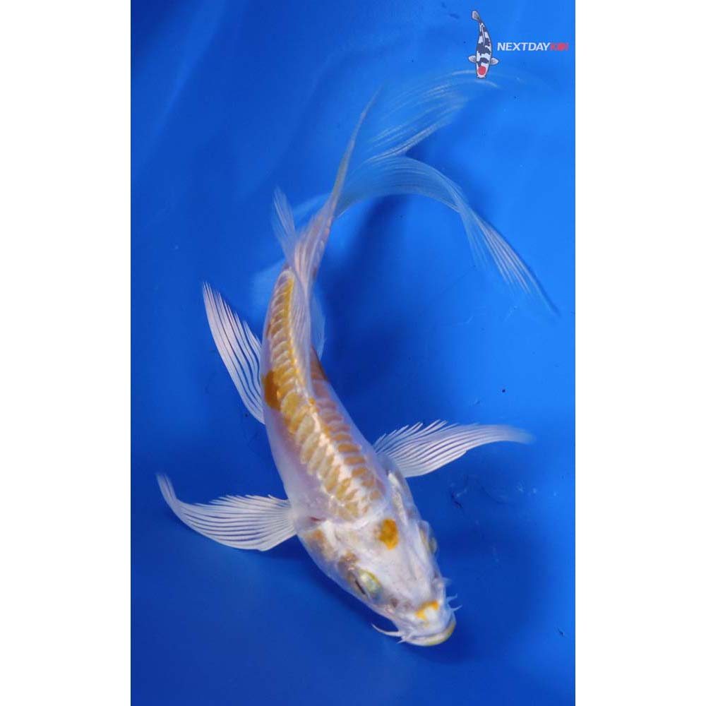4” Imported Doitsu Lemon Hariwake Butterfly Koi
