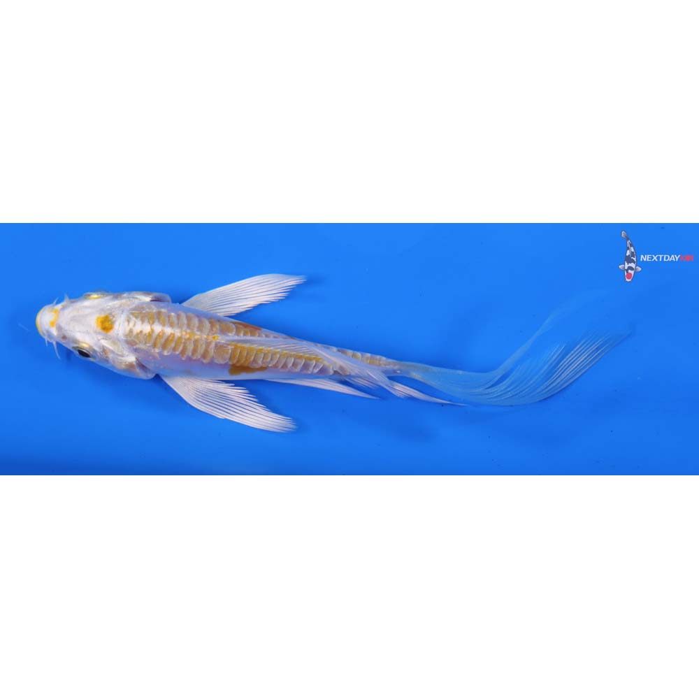 4” Imported Doitsu Lemon Hariwake Butterfly Koi