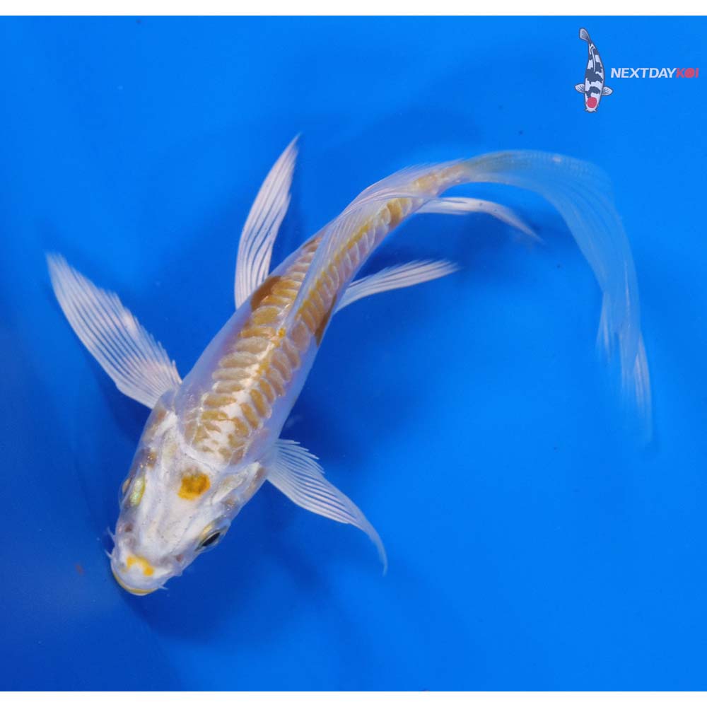 4” Imported Doitsu Lemon Hariwake Butterfly Koi