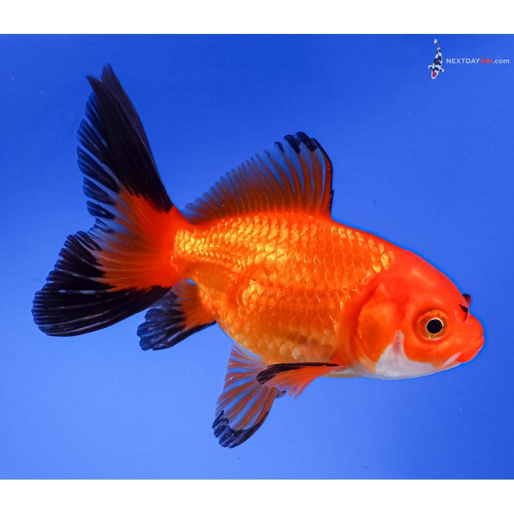 4” Imported Tri Color Fantail