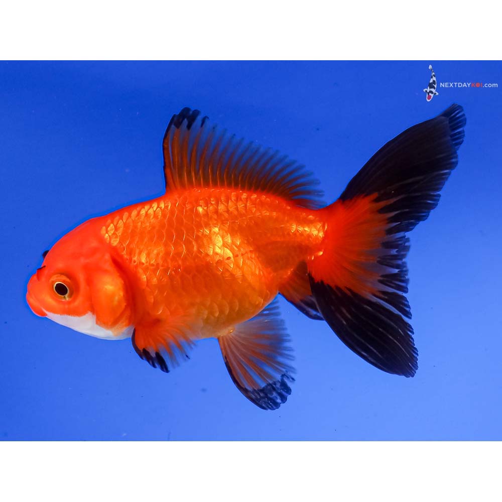 4” Imported Tri Color Fantail