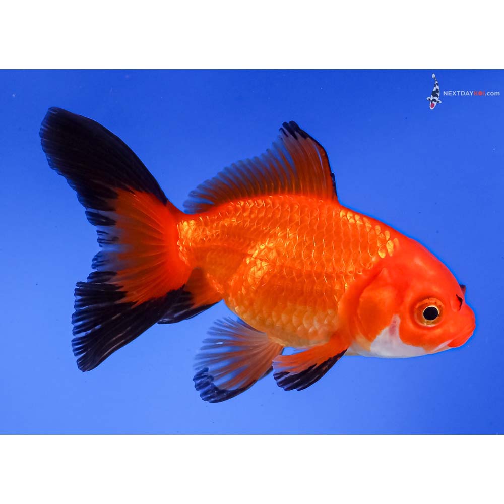 4” Imported Tri Color Fantail