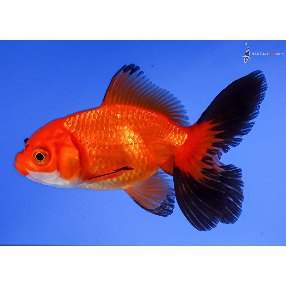 4” Imported Tri Color Fantail