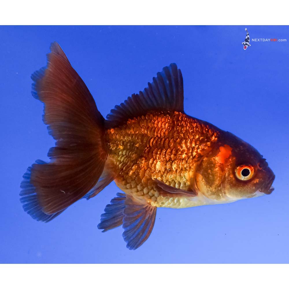 4” Imported Red and Black Fantail