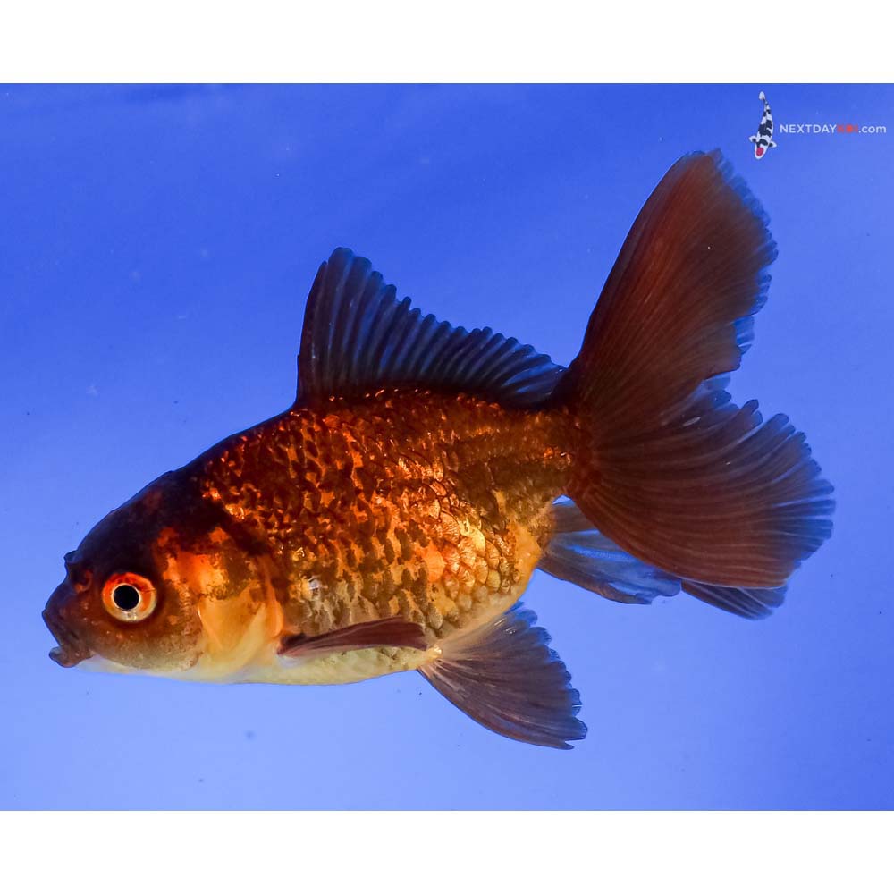 4” Imported Red and Black Fantail