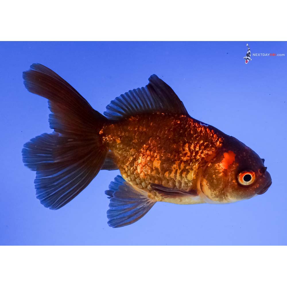 4” Imported Red and Black Fantail