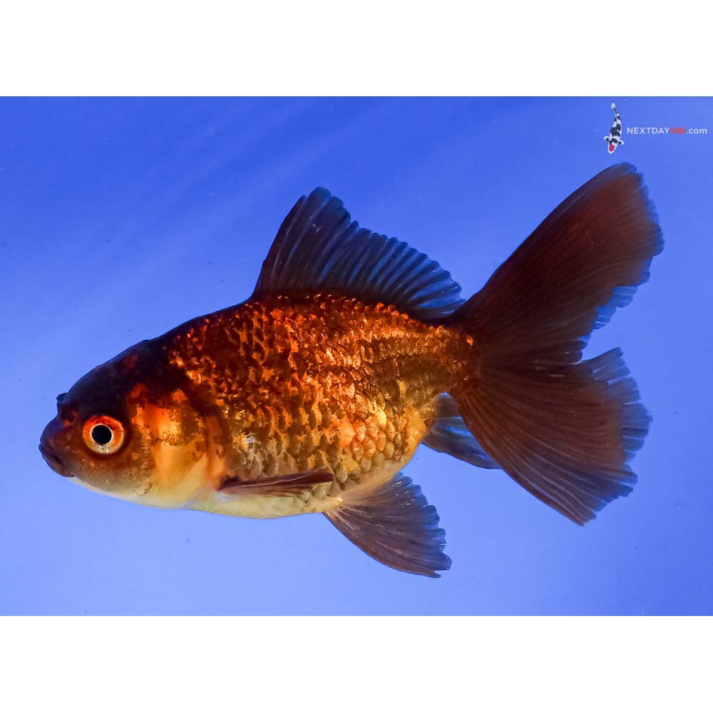 4” Imported Red and Black Fantail