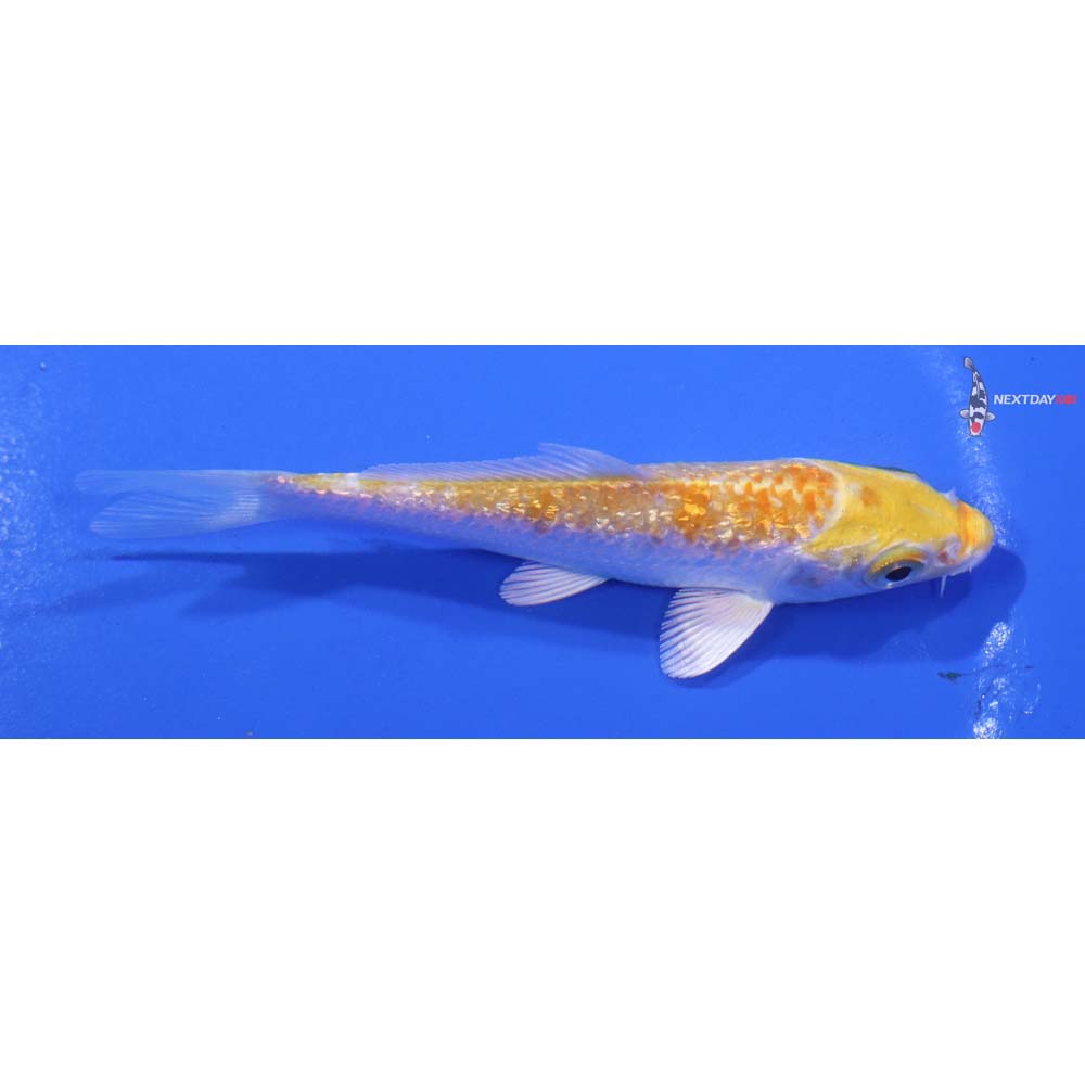 4” Imported Gin Rin Lemon Hariwake