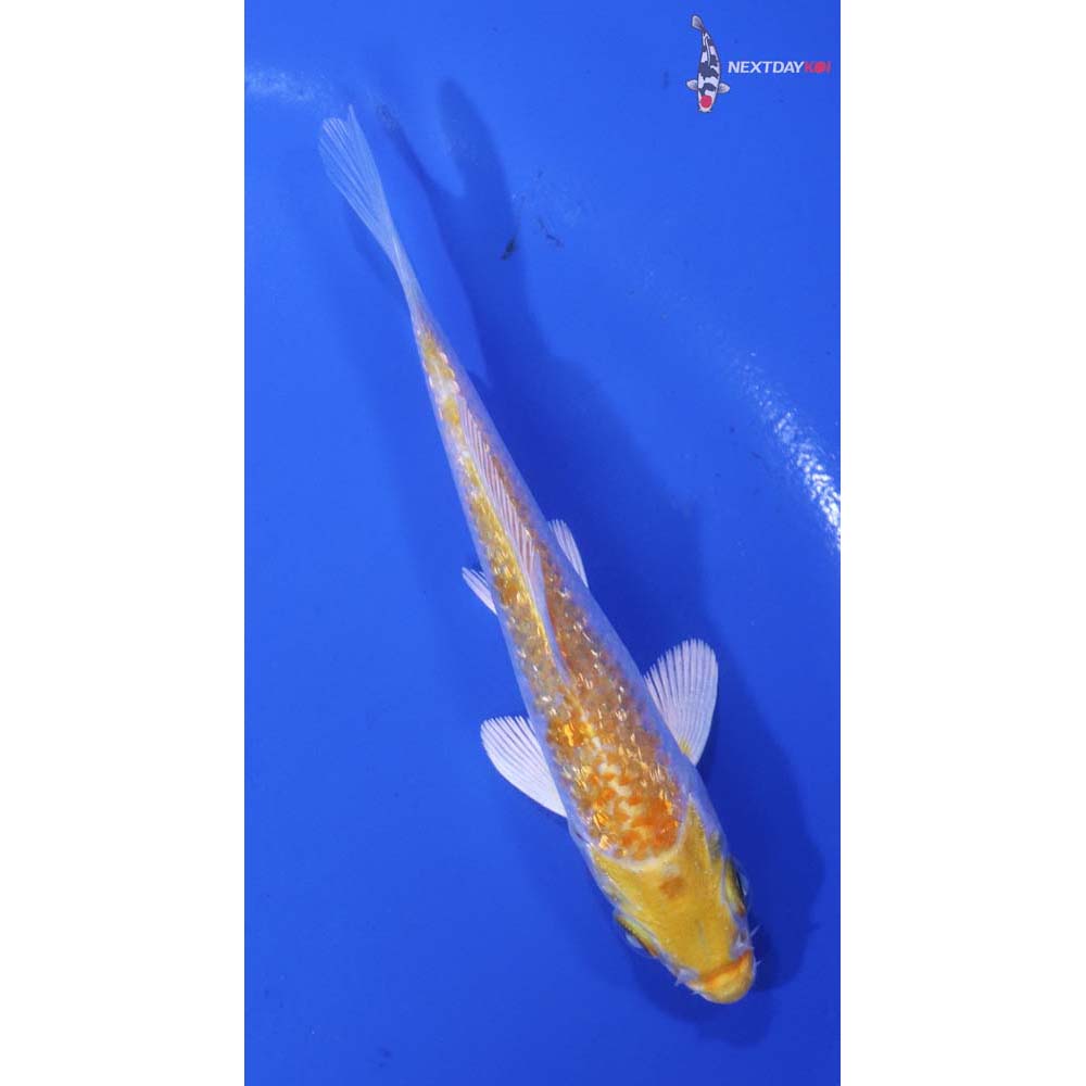 4” Imported Gin Rin Lemon Hariwake