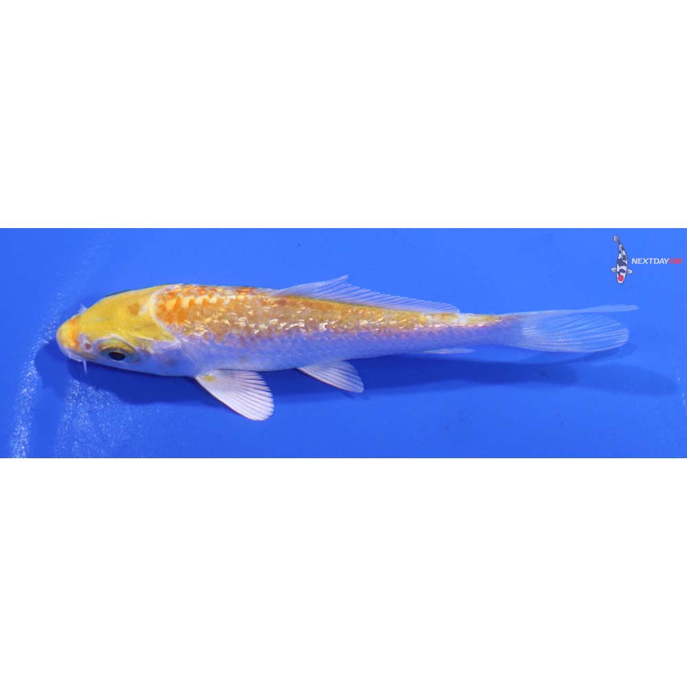 4” Imported Gin Rin Lemon Hariwake